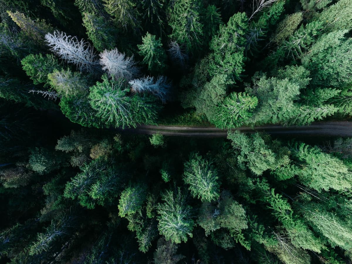 Sustainable Web Design: Building Websites That Are Fast, Green, and Efficient
