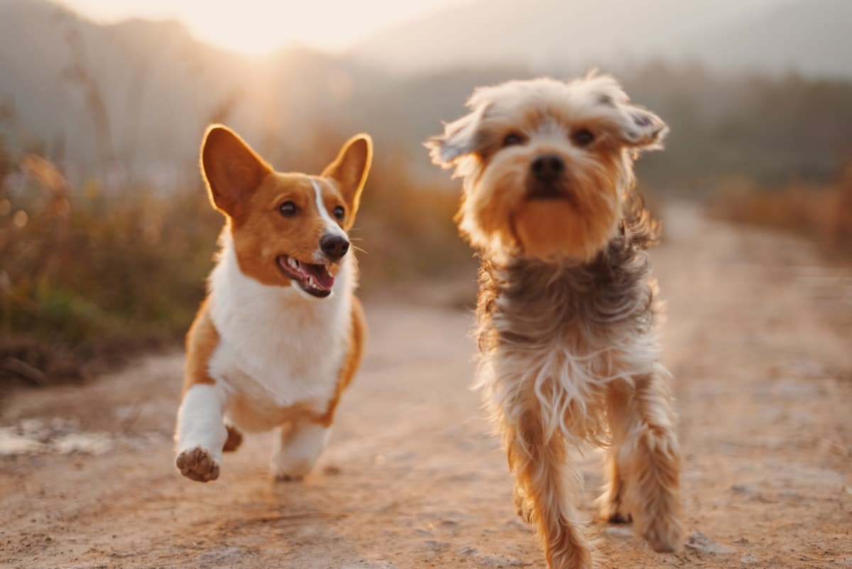 Veterinary Clinic Websites: Pet Owner Experience and Emergency Info That Builds Trust