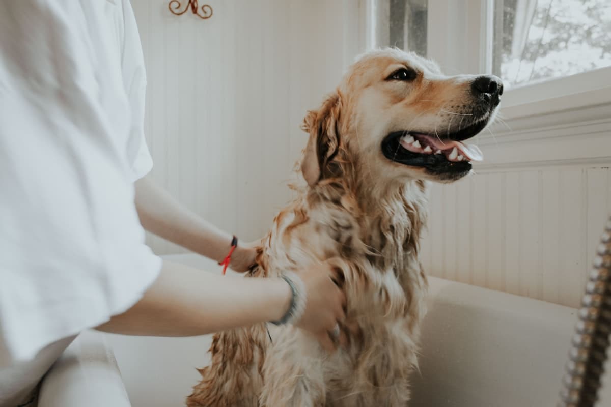 Pet Grooming Business Growth: Galleries, Online Booking, and Client Retention